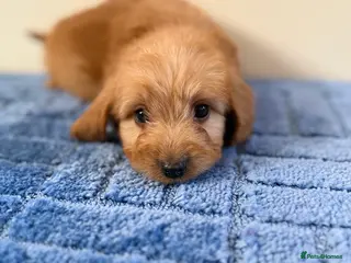 Cockapoo dogs Only boys left - Advert 8