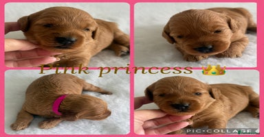 Cockapoo dogs - Advert 4