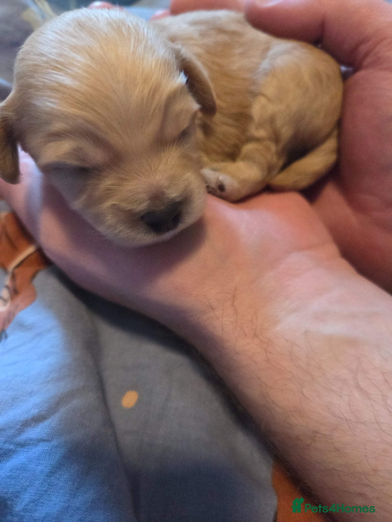 Chipoo dogs for sale:  Chihuahua x miniature poodles  in Leicester - Advert 26