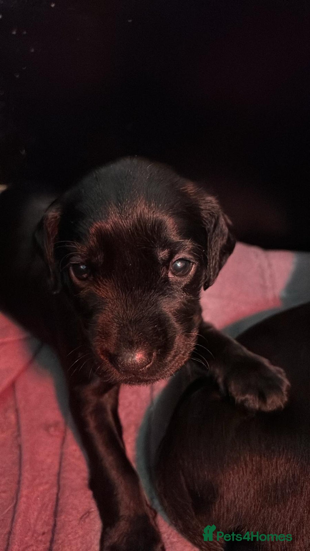 Cockerdor dogs for sale: Cockerdor puppies - Advert 3