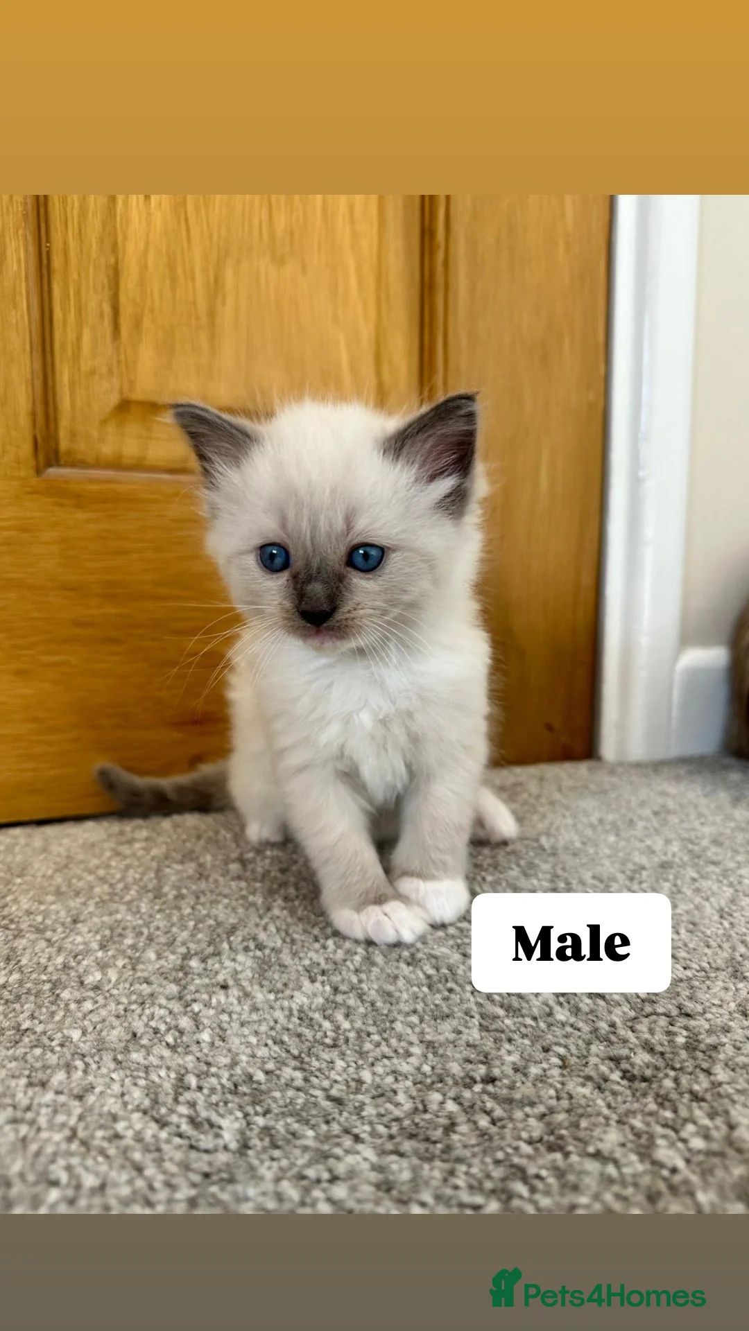 Ragdoll cats for sale: Purebred Ragdoll Kittens Looking for Forever Homes - Image 3