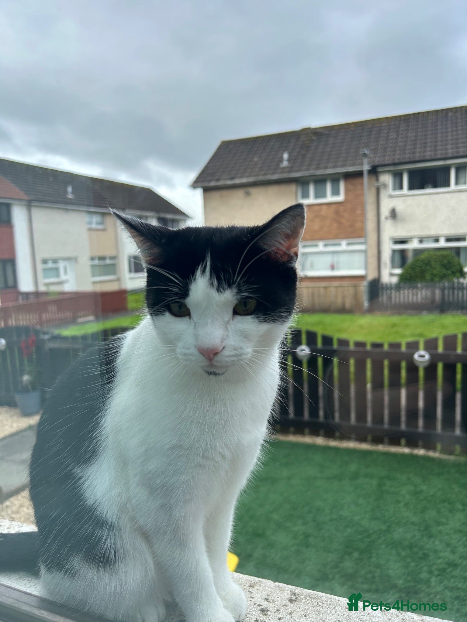 Mixed Breed cats 1 year old Female Cat - Advert 1