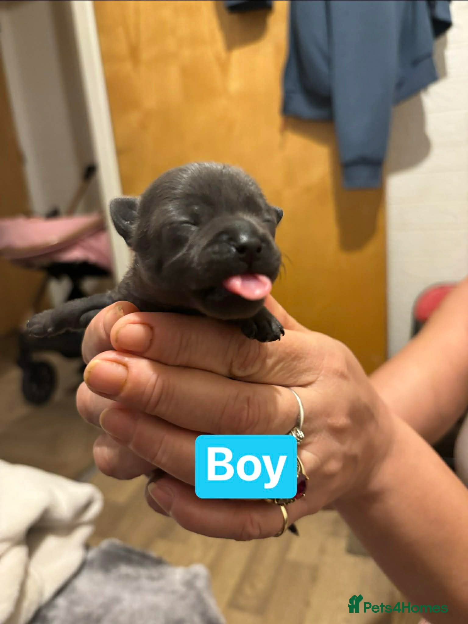 Chihuahua dogs Adorable Chihuahua 🐾🐶🐾🐶  - Advert 16