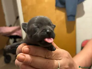 Chihuahua dogs Adorable Chihuahua 🐾🐶🐾🐶 - Advert 5