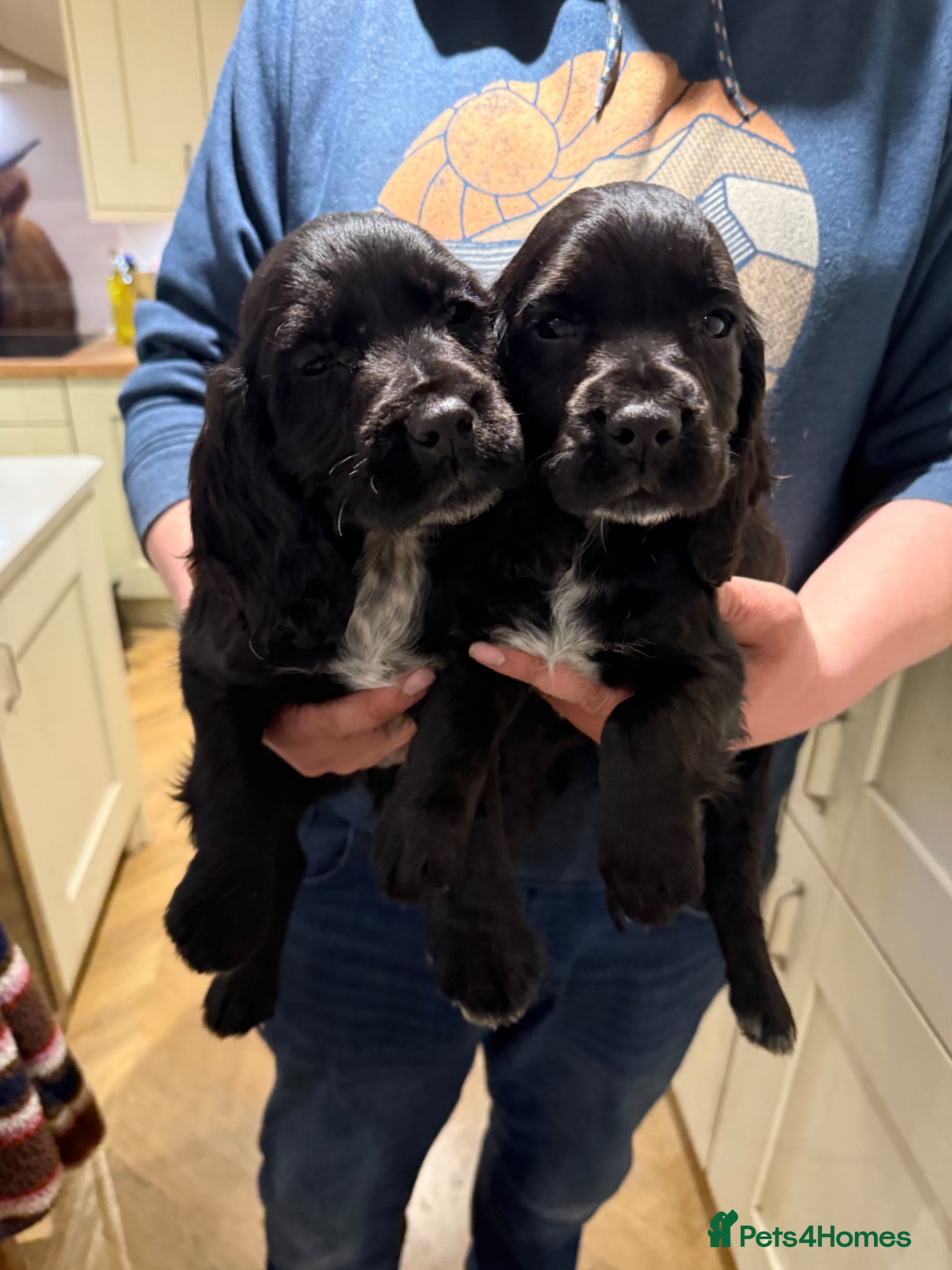 Cocker Spaniel dogs Ready Now! Cocker Spaniels  - Advert 7