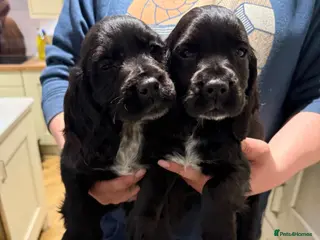 Cocker Spaniel dogs Ready Now! Cocker Spaniels - Advert 7