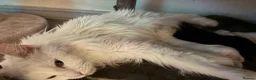 Maine Coon cats for sale: 6 beautiful Maine coon kittens  - Advert 1