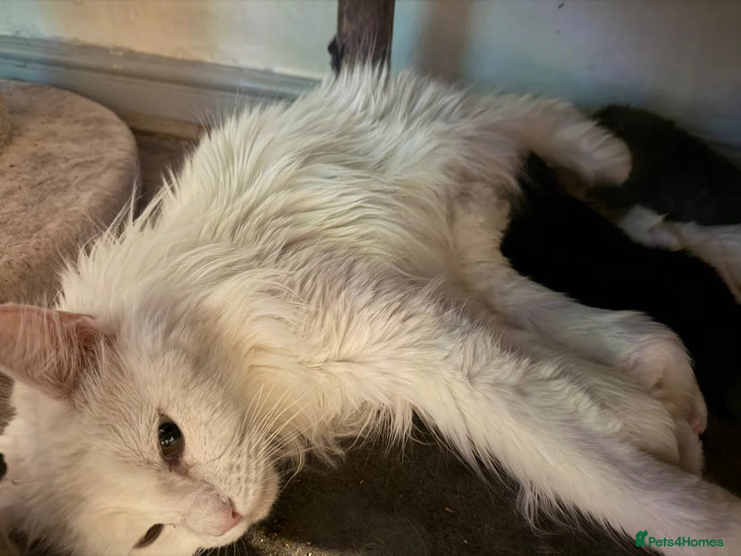 Maine Coon cats for sale: 6 beautiful Maine coon kittens  - Advert 1