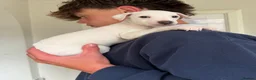 Italian Greyhound dogs for sale: 🐾Stunning cream kc registered iggys🐾 - Advert 28