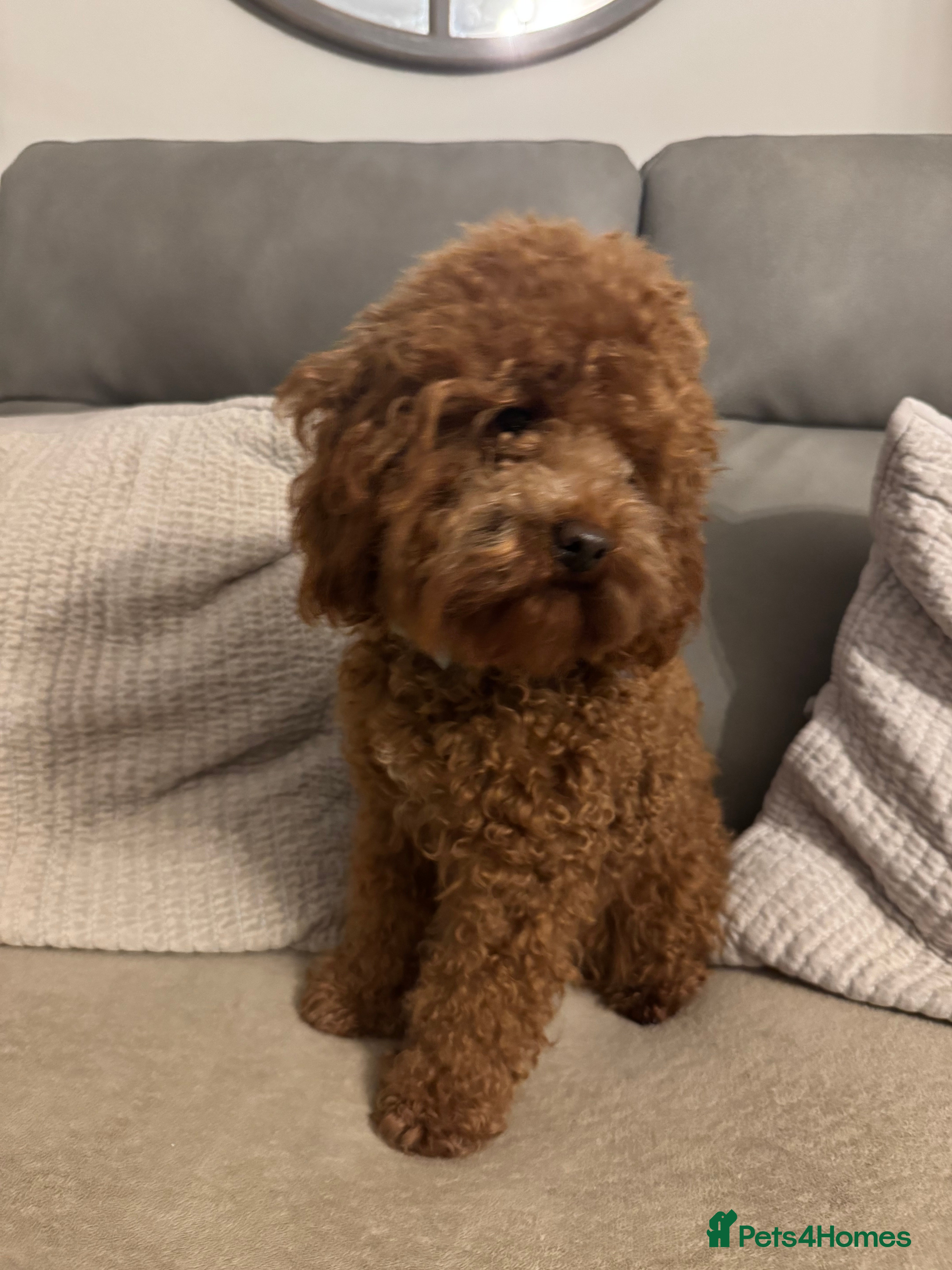 Miniature Poodle dogs Miniature Poodle Stud  - Advert 9