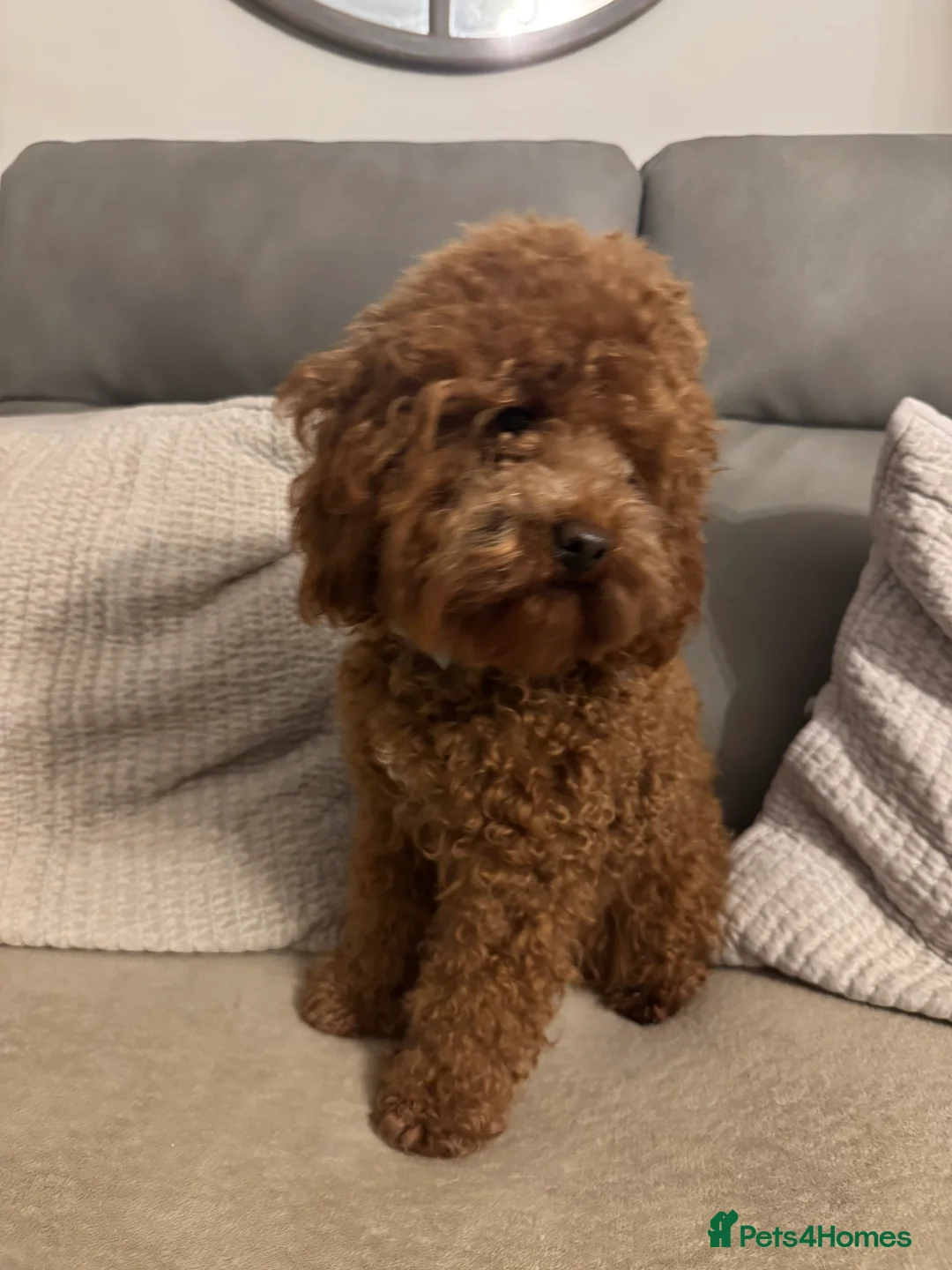 Miniature Poodle dogs for stud: Miniature Poodle Stud  - Advert 1