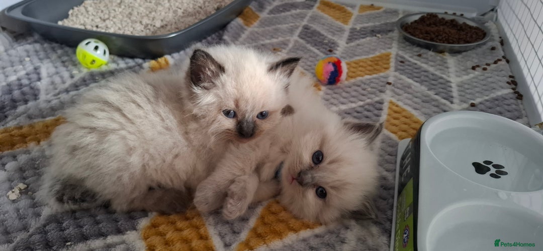 Ragdoll cats for sale: Ragdoll babies  - Image 7
