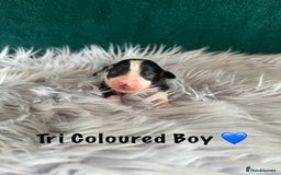 Australian Shepherd dogs for sale: Beautiful Australian Shepherds  - Image 3