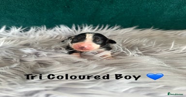 Australian Shepherd dogs - Advert 12