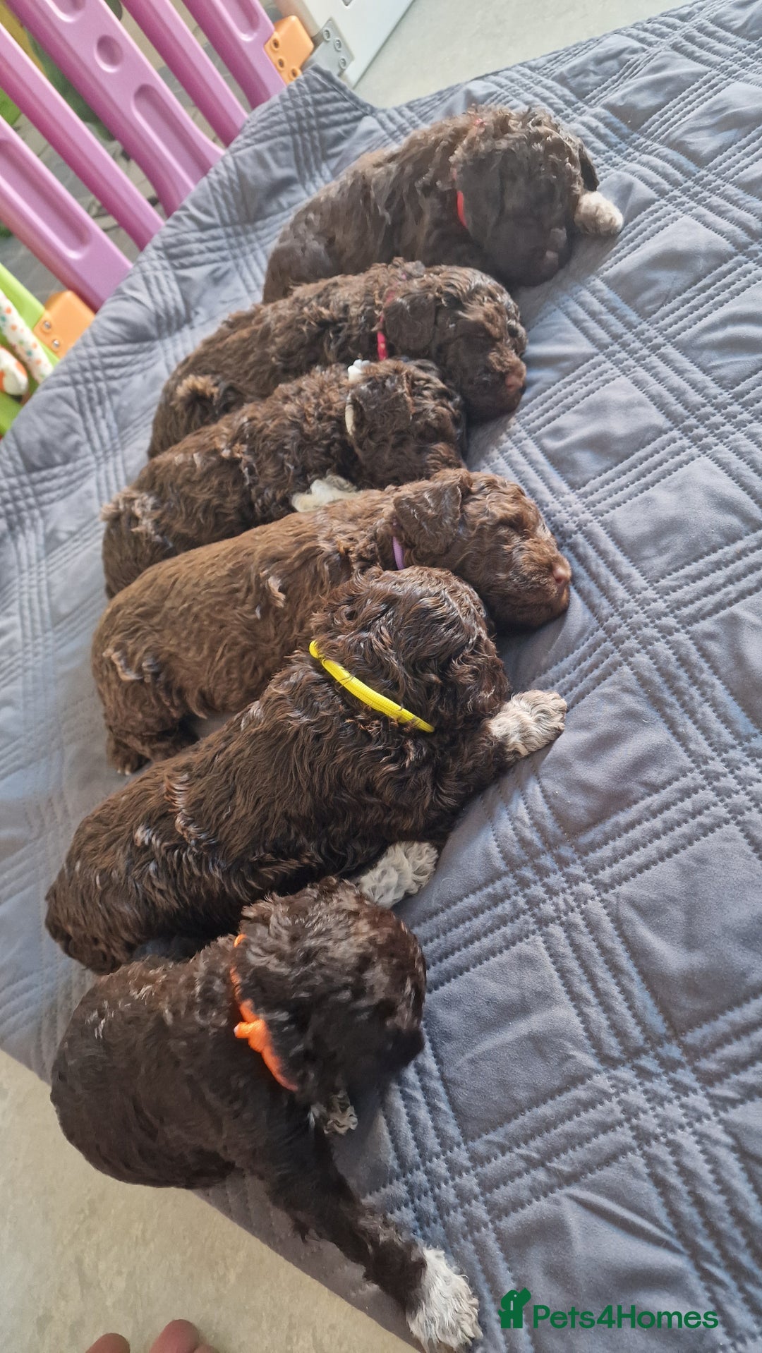 Lagotto Romagnolo dogs for sale: Lagotto Romagnolo, pure breed, KC reg litter - Image 31