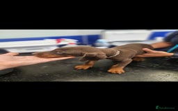 Dobermann dogs for sale: Elite Class World Champion Pedigree Pups KC'D - Image 33