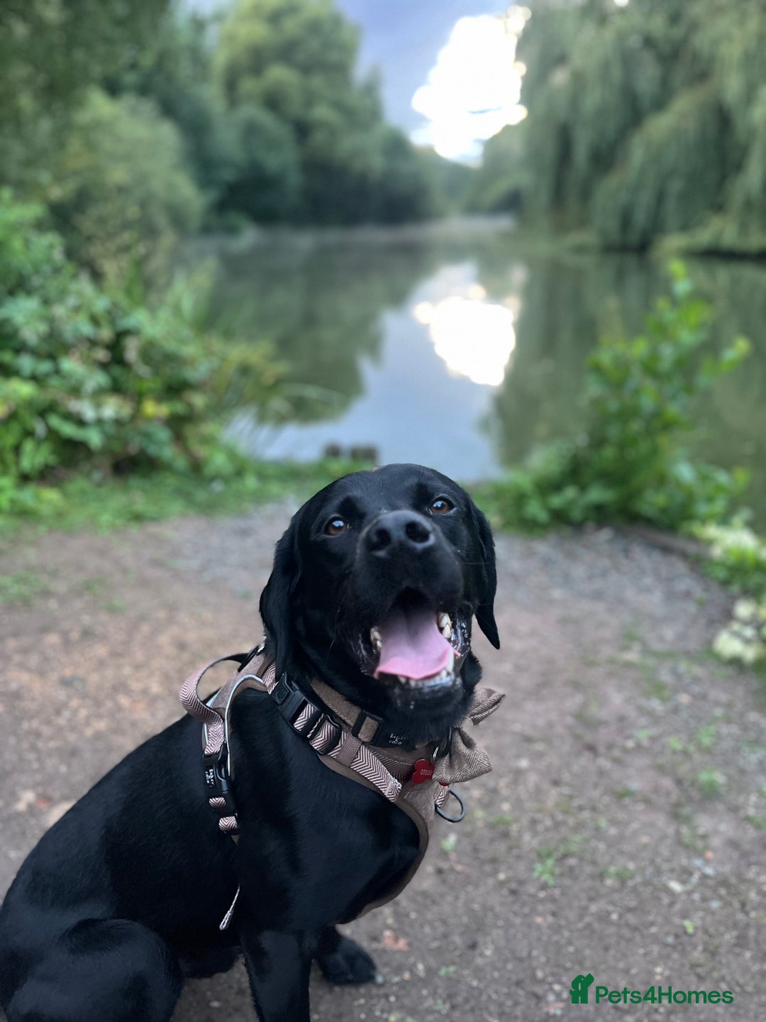 Labrador Retriever dogs for stud: Gentle Police-Trained Labrador Stud - Advert 16