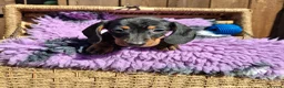 Dachshund dogs for sale: Minature Dachshund pups - Advert 6