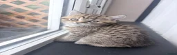 British Shorthair cats for sale: 🐾 Elite Male British Shorthair Kitten - Advert 11