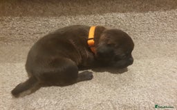 Staffordshire Bull Terrier dogs for sale: Staffordshire Bull Terrior Pups - 9 in total. - Image 16