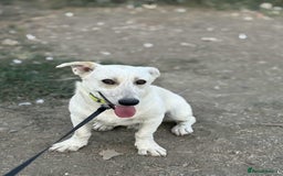 Mixed Breed dogs for adoption: ❤️Meet George - Advert 4