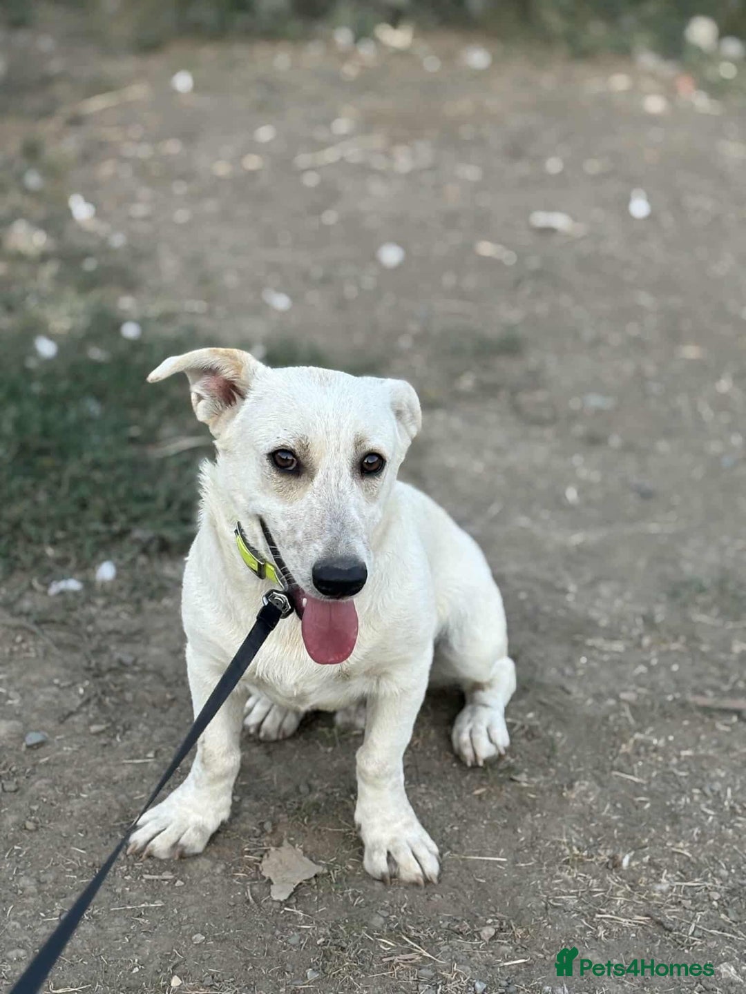 Mixed Breed dogs for adoption: ❤️Meet George - Advert 4