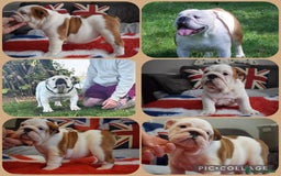 English Bulldog dogs for sale: Kc reg red and white & pied  - Image 6