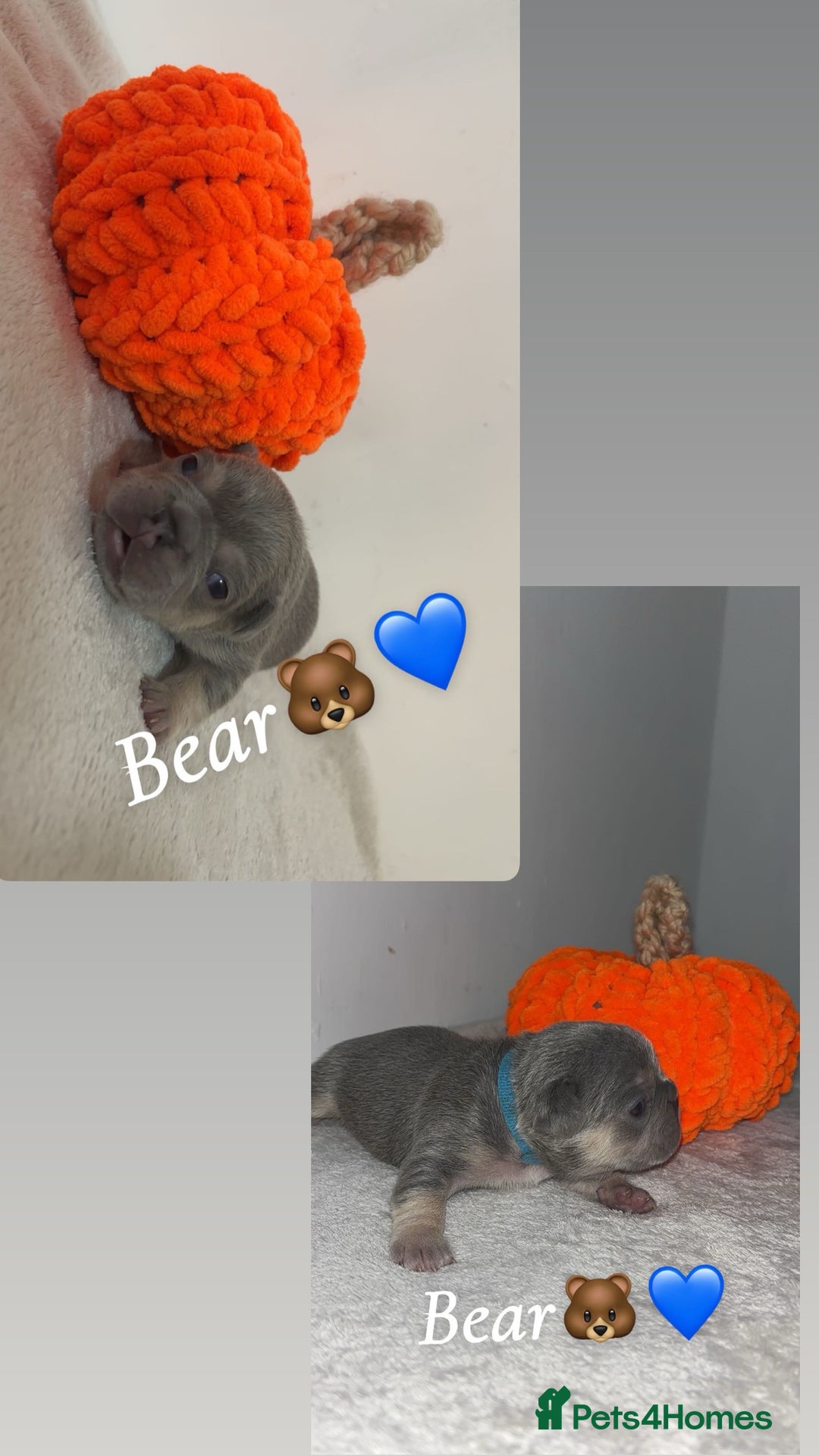 French Bulldog dogs for sale: Frenchie pups - Image 4