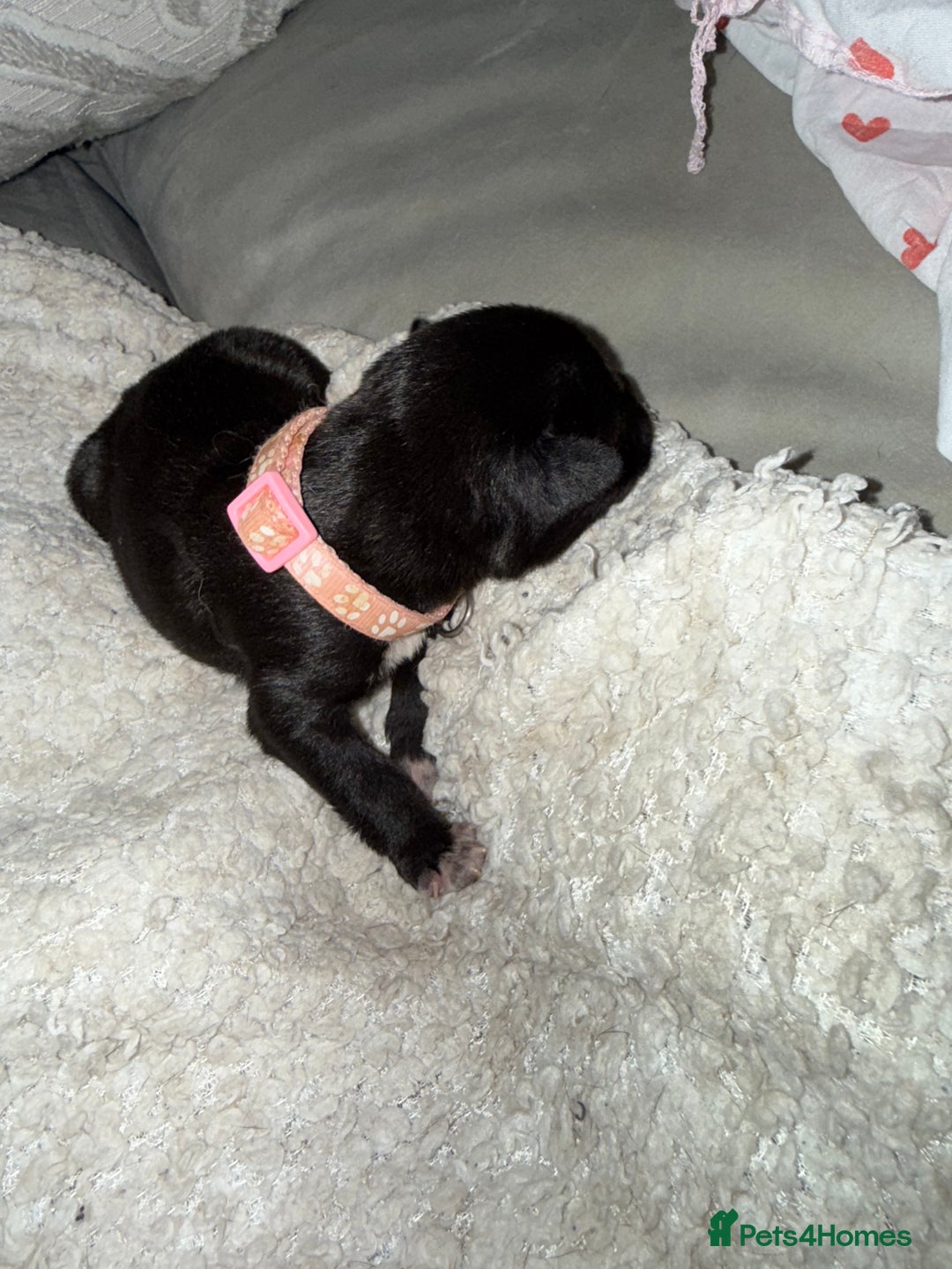 Mixed Breed dogs for sale: Cane corso mix Akita  - Image 16
