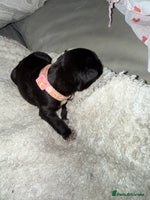 Mixed Breed dogs - Advert 14