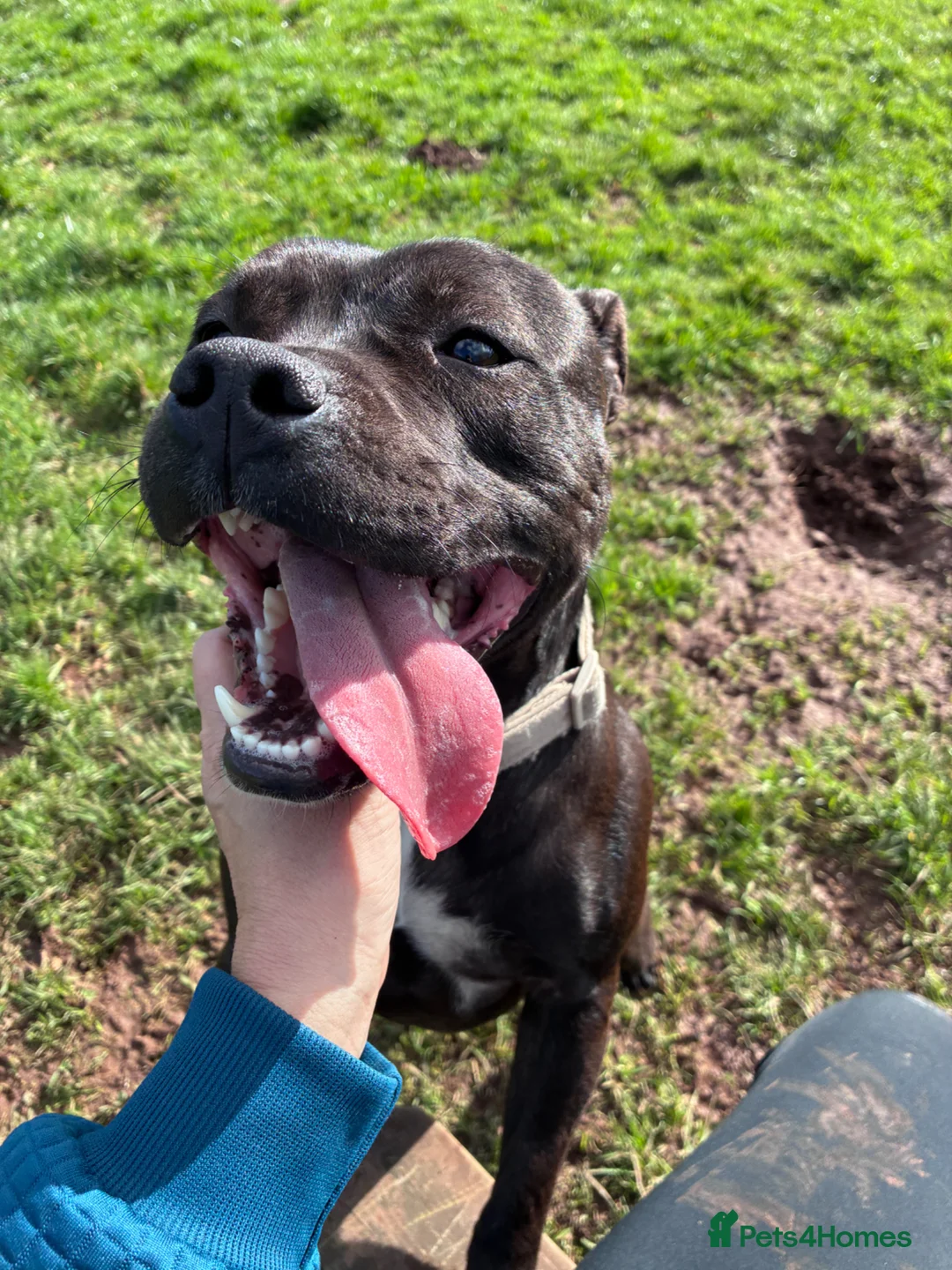 Mixed Breed dogs for sale: Boy and girl  in Tiverton - Advert 2