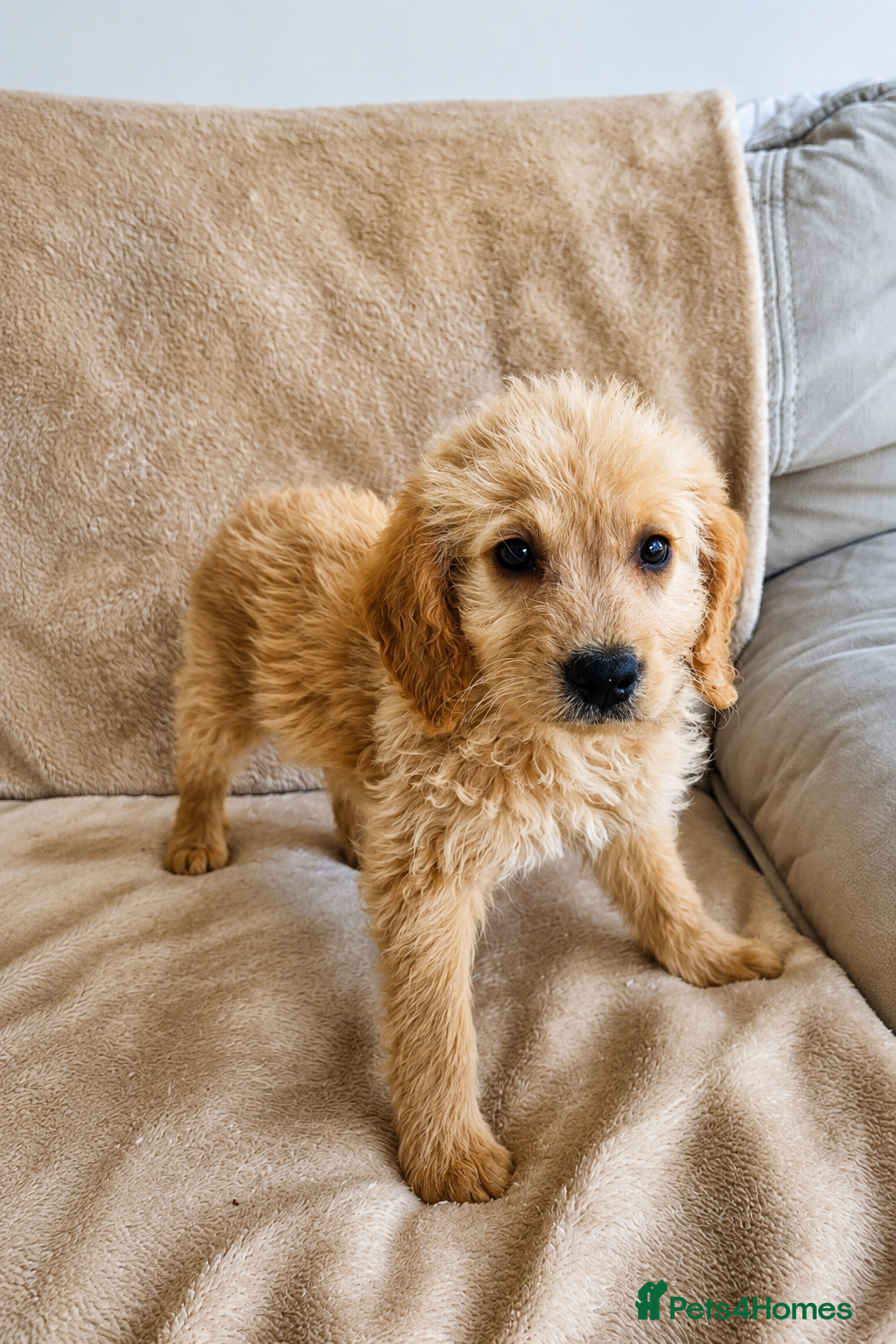 Labradoodle dogs Ready now Gorgeous Labradoodle puppies - Advert 2
