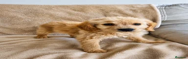 Labradoodle 8