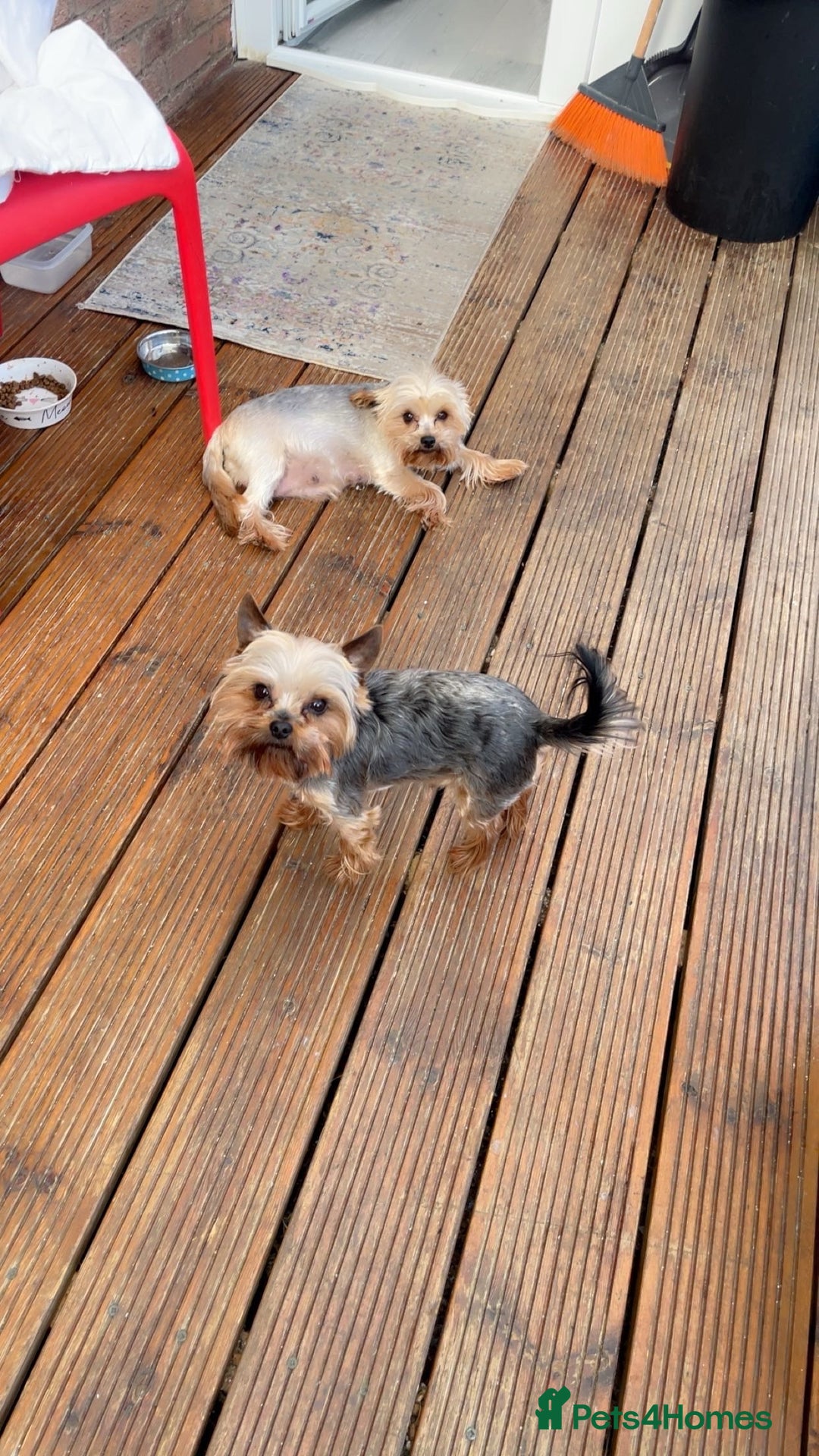 Yorkshire Terrier dogs for sale: Mini yorkshire terrier boy   - Image 10