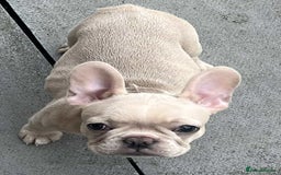 French Bulldog dogs for sale: Beautiful non kc female  - Image 8