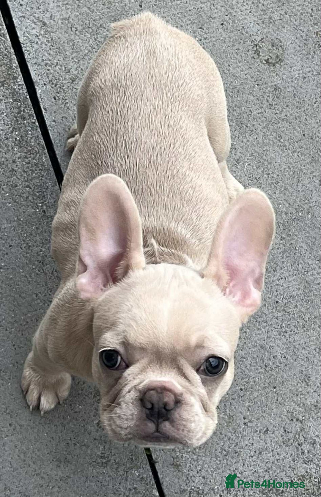 French Bulldog dogs for sale: Beautiful non kc female  - Image 8