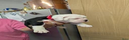 Olde English Bulldogge dogs for sale: Old English bulldog  in Barry - Advert 3