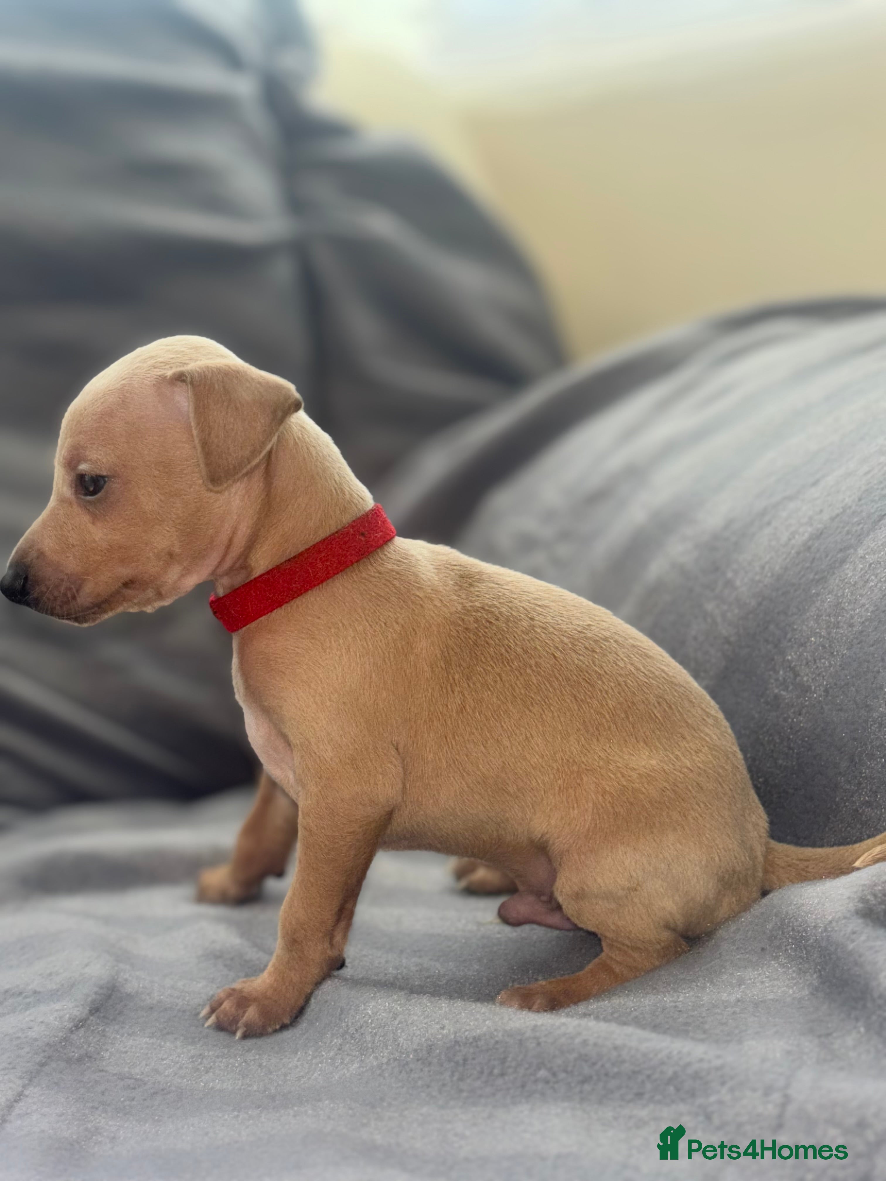 Italian Greyhound dogs Last 4 boys ! Kc Italian greyhound puppies   - Advert 2