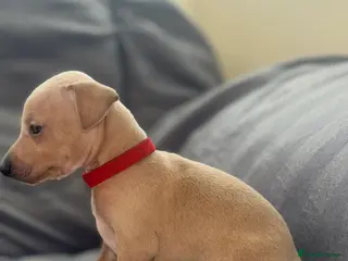 Italian Greyhound dogs Last 4 boys ! Kc Italian greyhound puppies - Advert 2