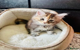 Maine Coon cats for sale: Mainecoon kittens  - Image 8