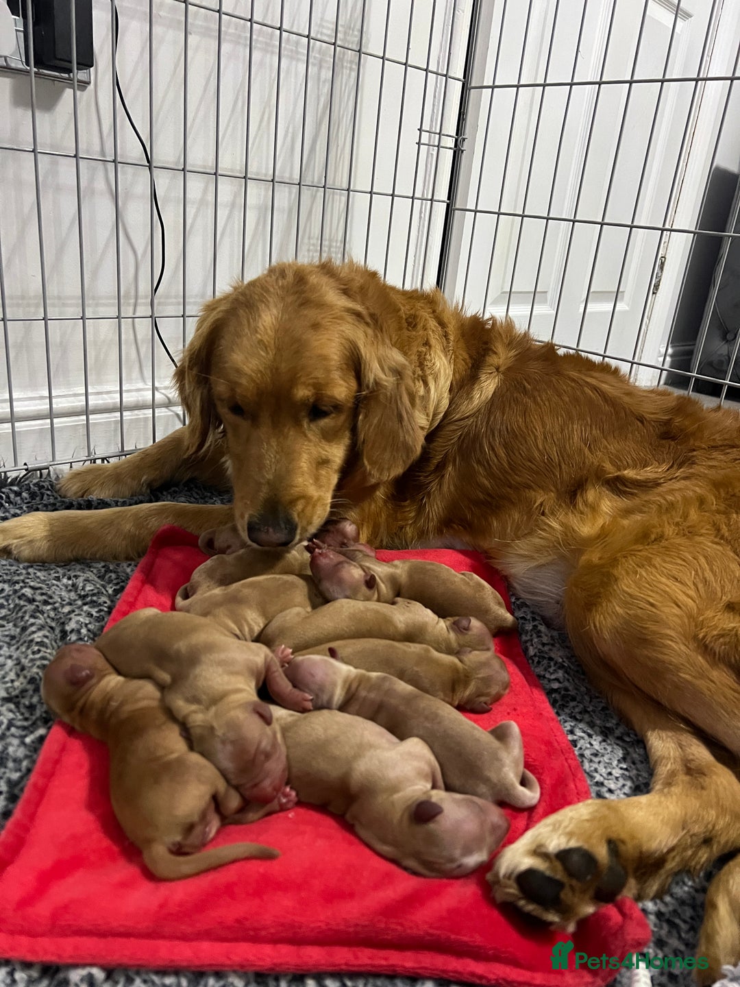 Golden Retriever dogs for sale: WAITING LIST FOR PUPPIES DUE TO LEAVE DECEMBER - Advert 2