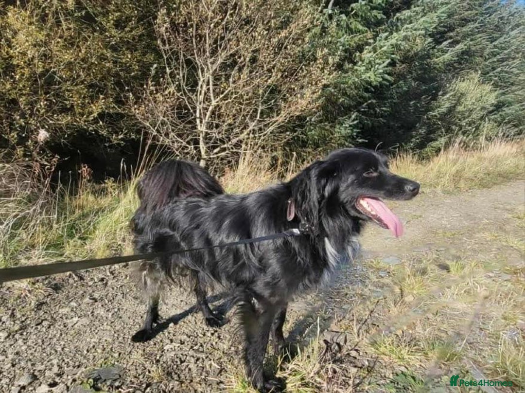 Mixed Breed dogs for adoption: Meet Nero - Advert 9