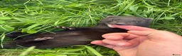 Ferret rodents for sale: Ferret kits, mixed colours  - Advert 1