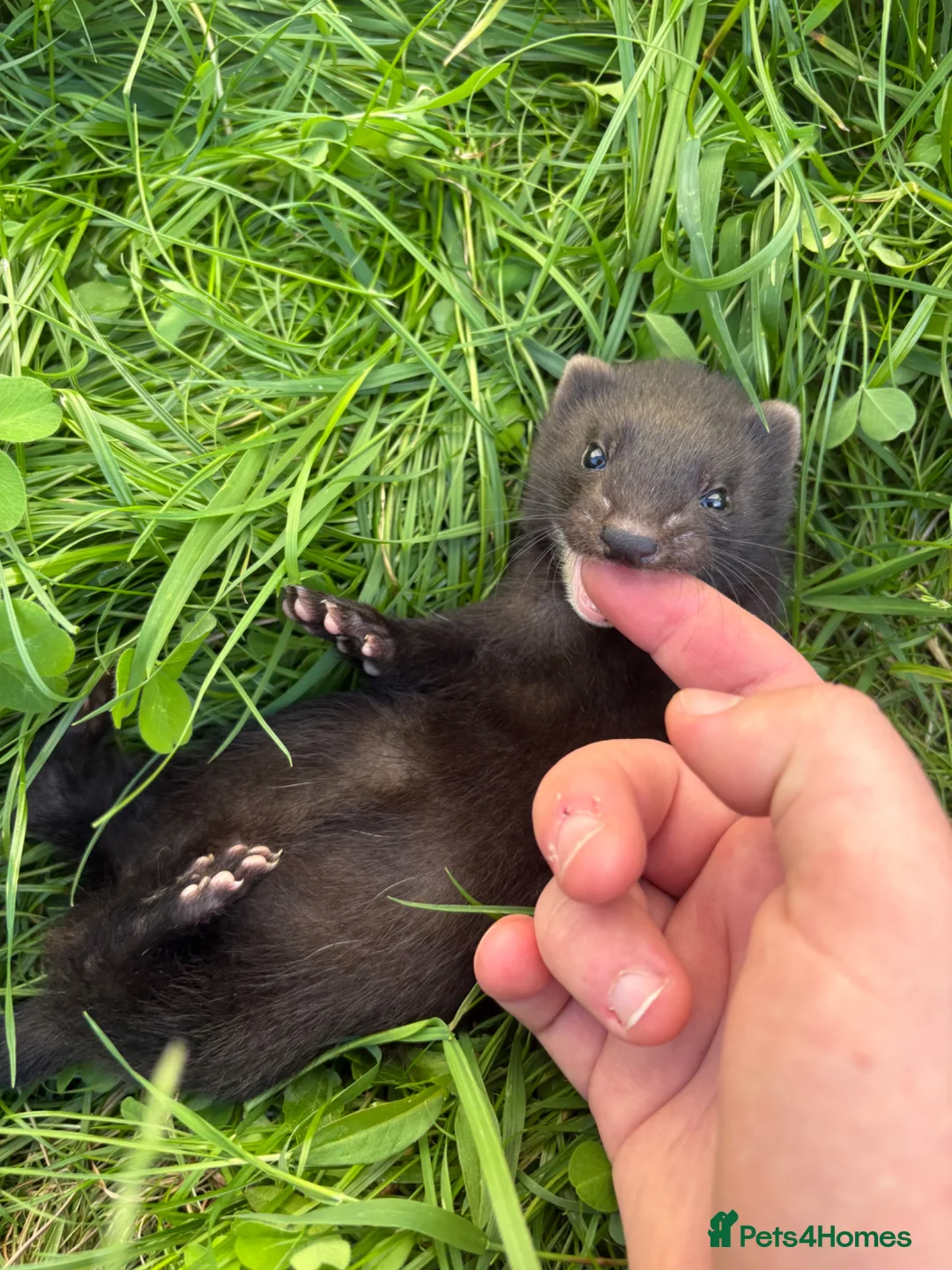 Ferret rodents for sale: Ferret kits, mixed colours  - Advert 1