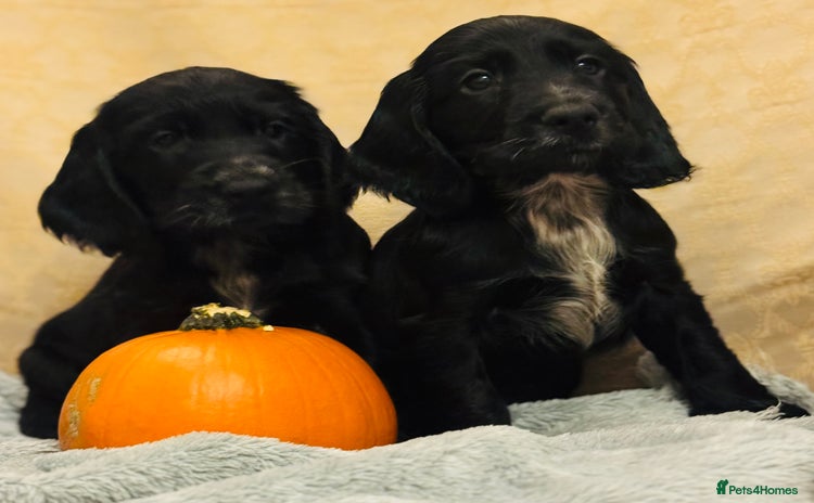 Cocker Spaniel dogs - Advert 15