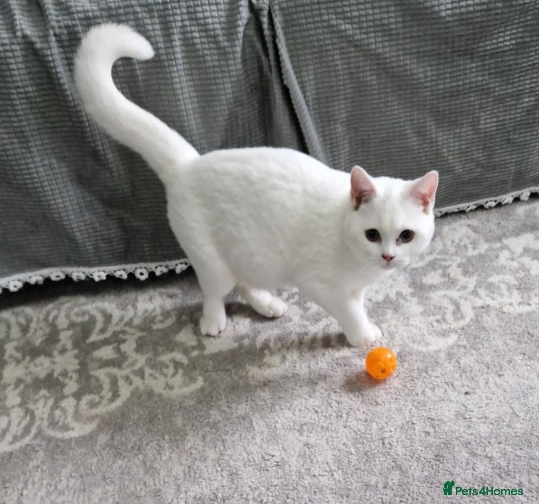 British Shorthair cats for sale: Stunning White GCCF reg British Shorthairs - Advert 3