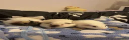 Guinea Pig rodents for sale: 3 bonded guinea pigs with cage etc  - Advert 3