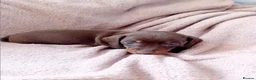 Miniature Dachshund dogs for sale: KC Miniature Dachshund Puppies for sale - Advert 23