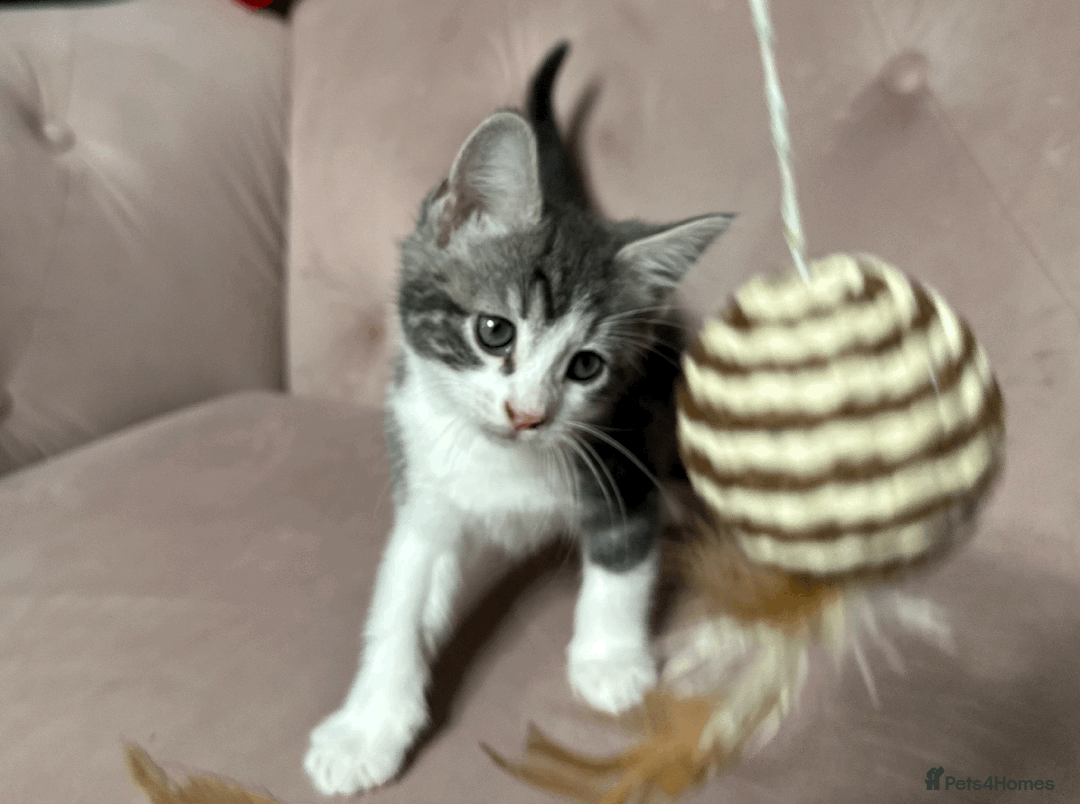 Mixed Breed cats for sale: One beautiful blue & white girl left - Advert 4