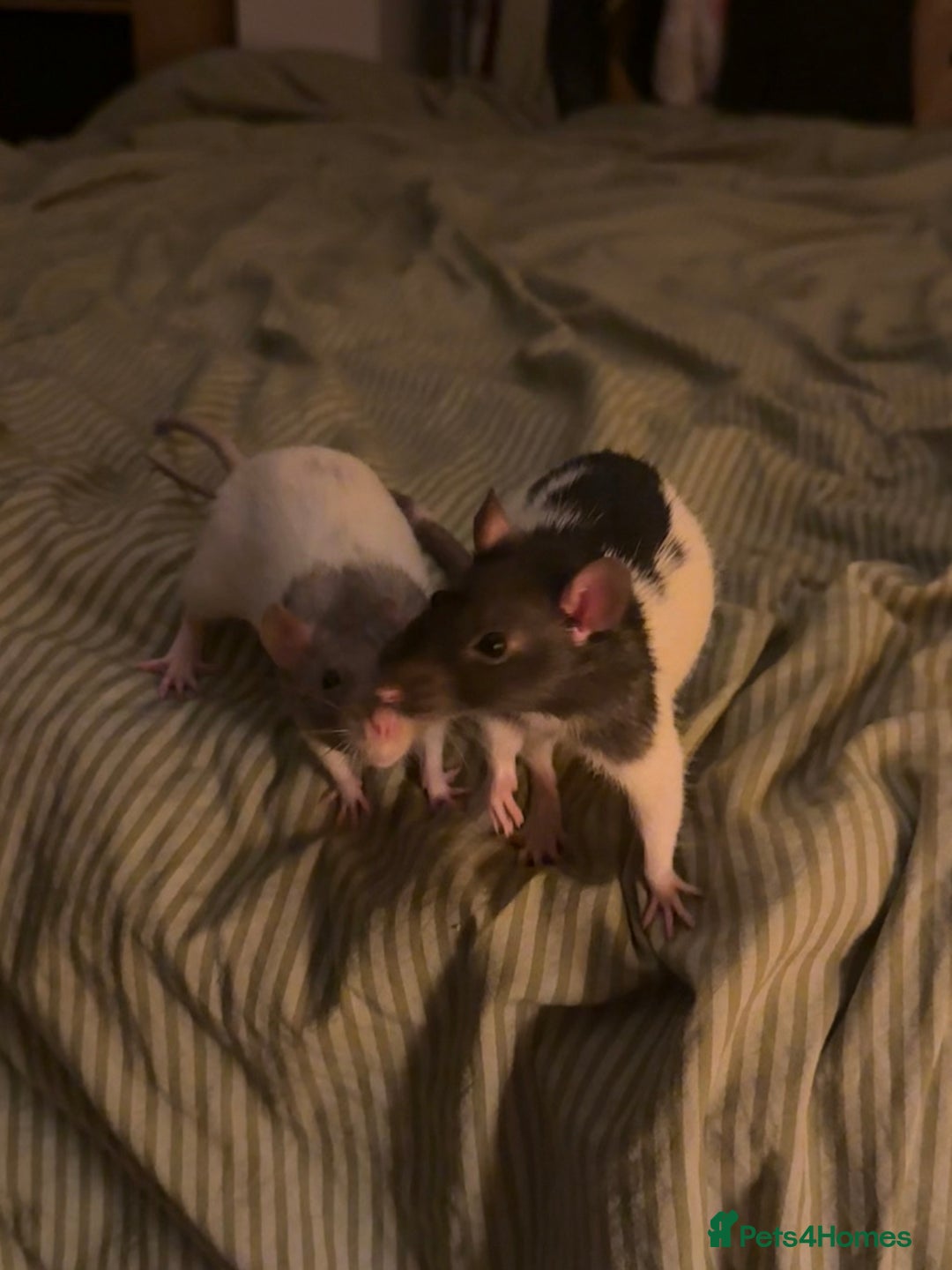 Rat rodents for sale: Baby Female Fancy Rats for Re-homing 🐀 - Advert 4